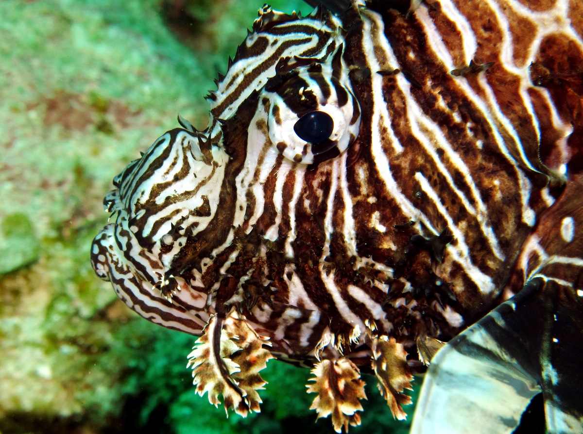 Red Lionfish - Pterois volitans