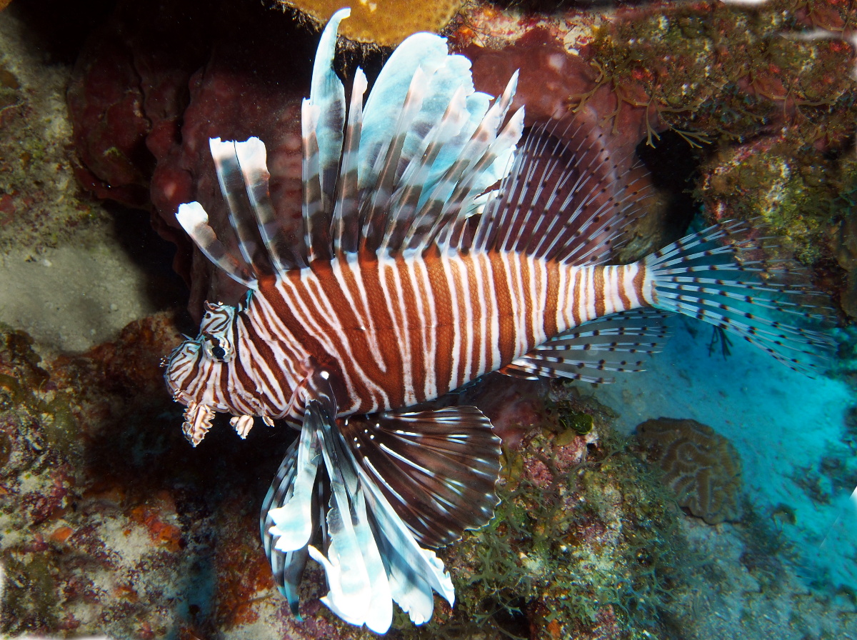 Red Lionfish - Pterois volitans