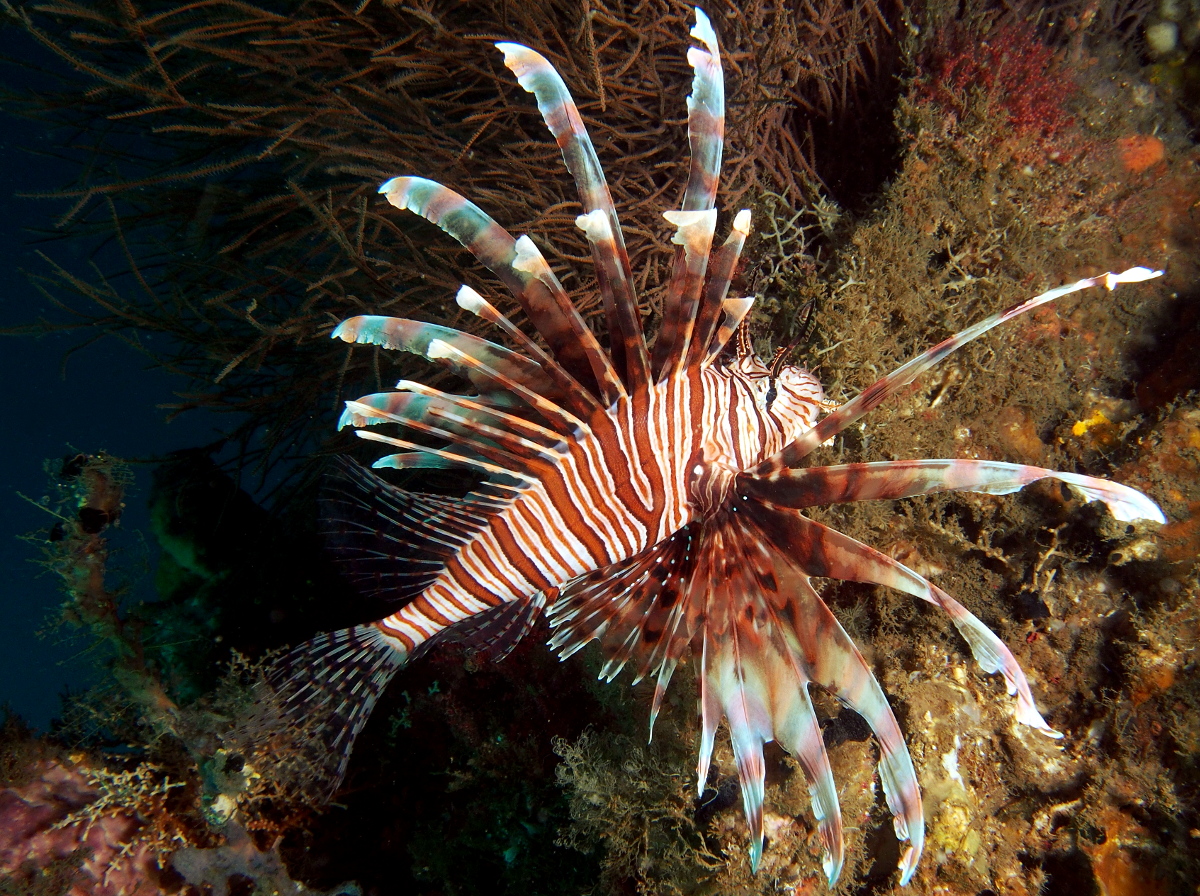 Red Lionfish - Pterois volitans