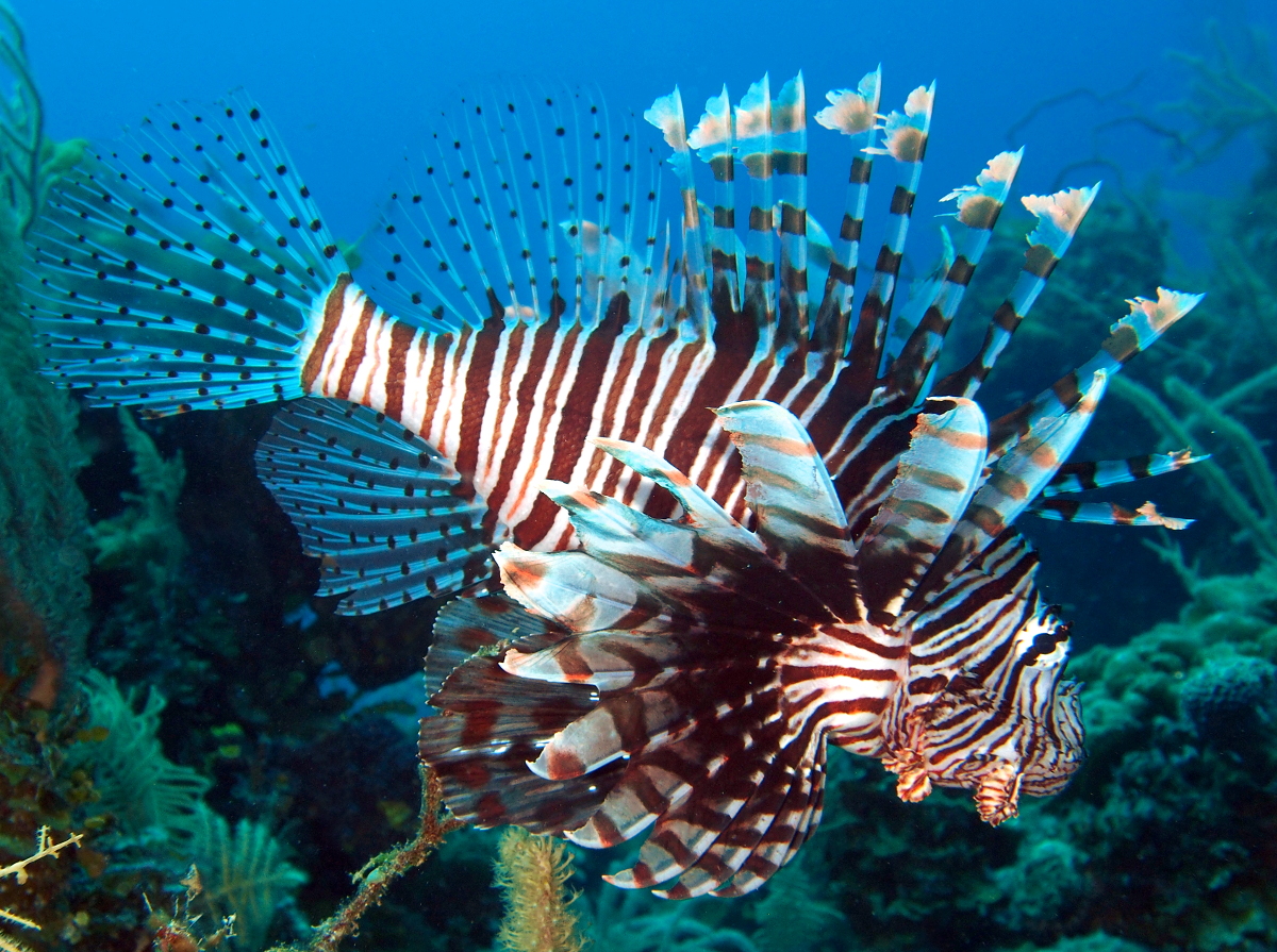 Red Lionfish - Pterois volitans