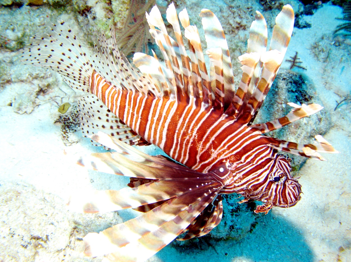 Red Lionfish - Pterois volitans