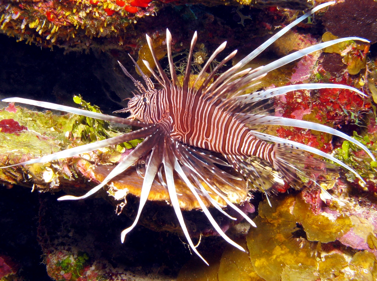 Red Lionfish - Pterois volitans