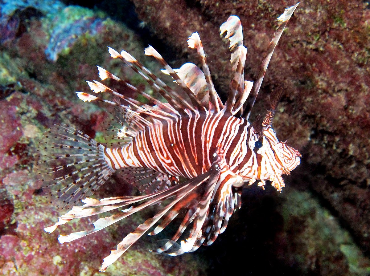 Red Lionfish - Pterois volitans