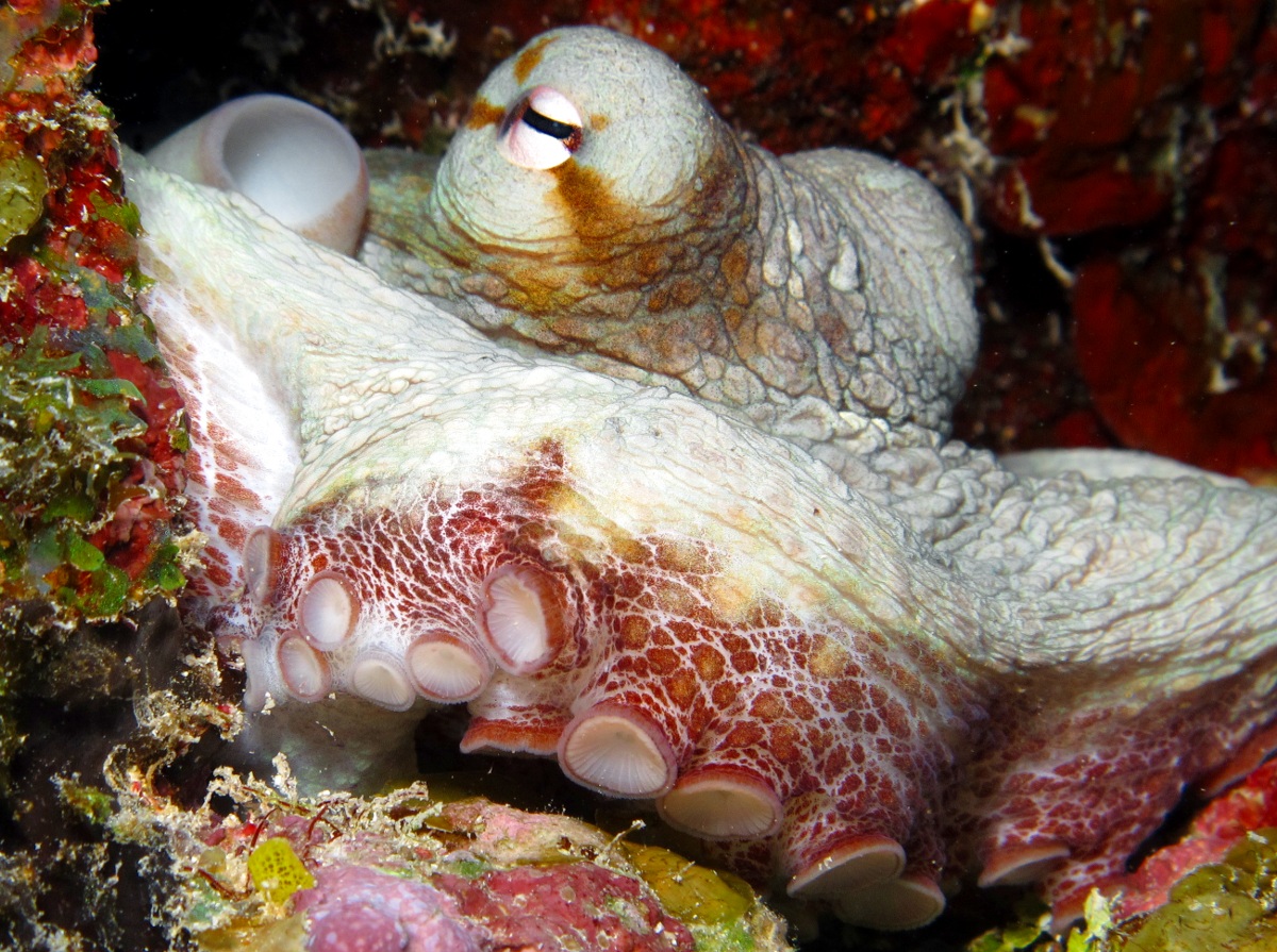 Common Octopus - Octopus vulgaris