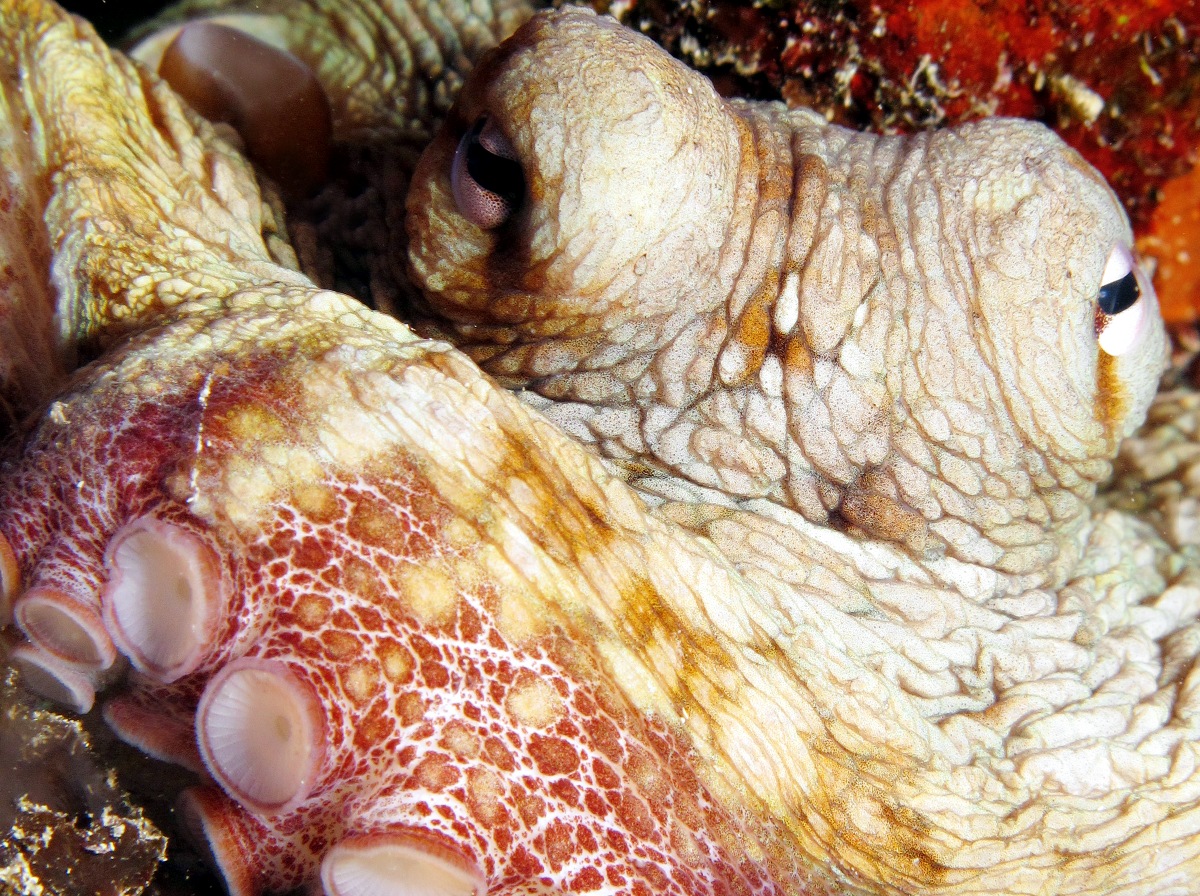Common Octopus - Octopus vulgaris
