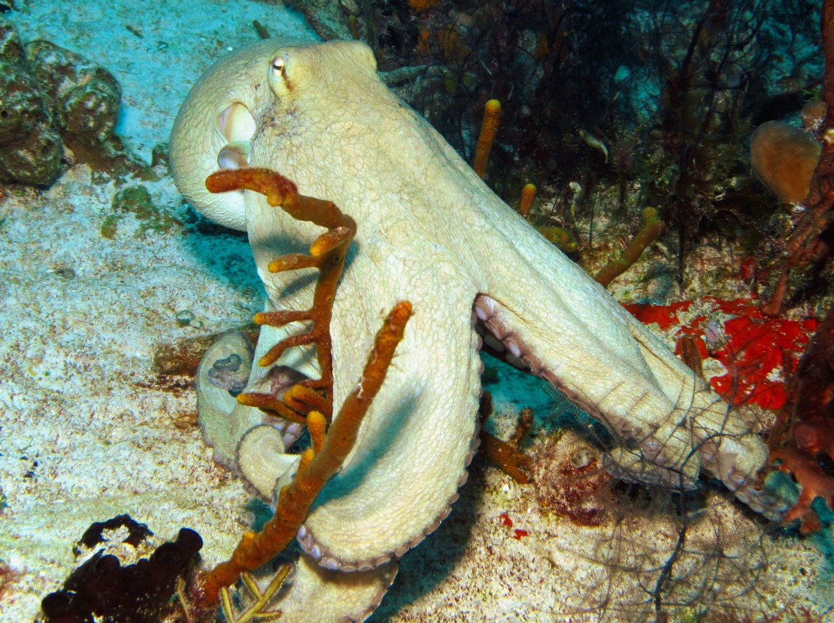 Common Octopus - Octopus vulgaris