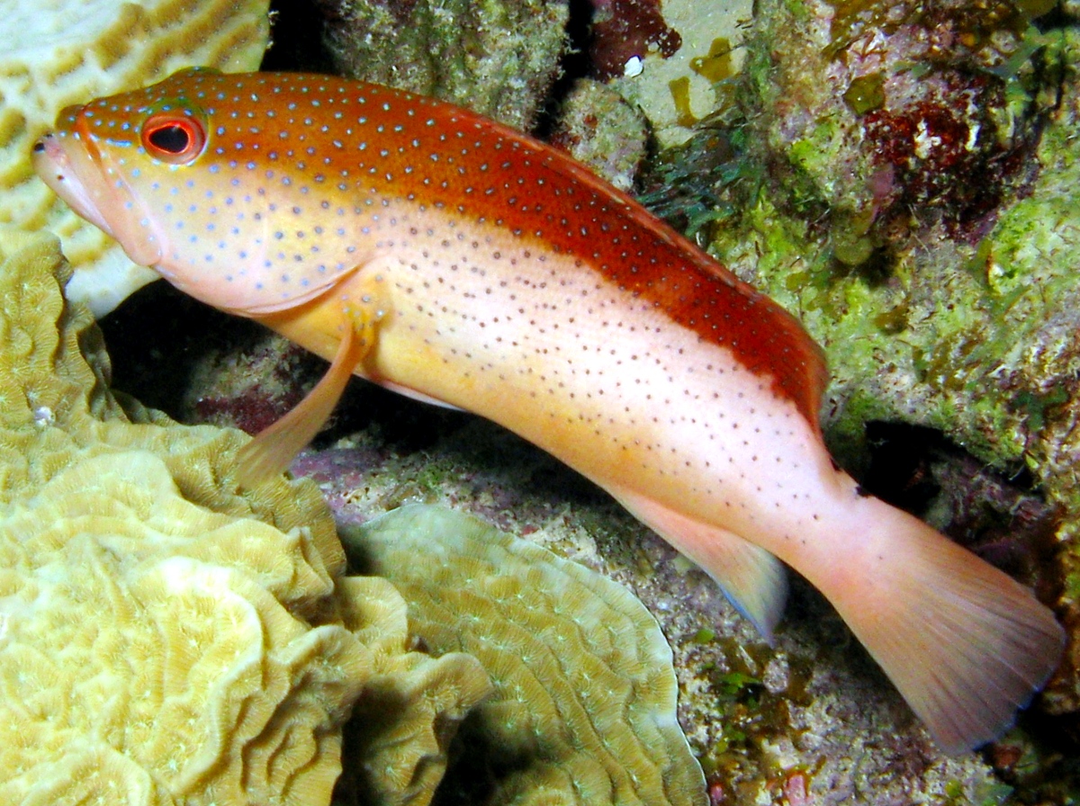 Coney - Cephalopholis fulva