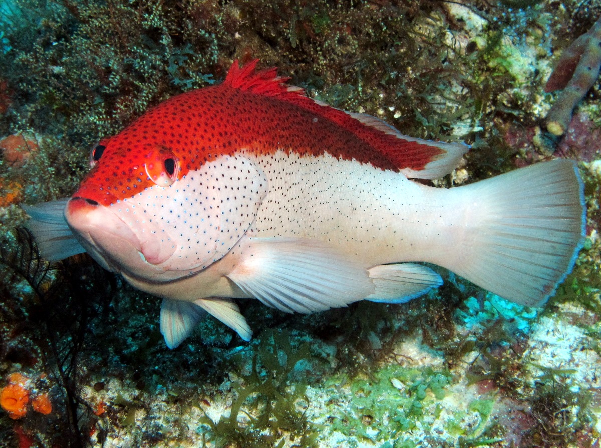 Coney - Cephalopholis fulva