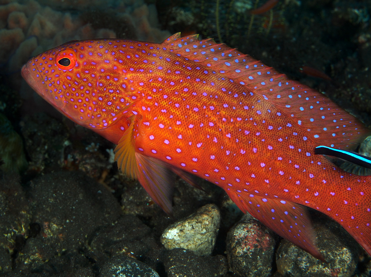 Coral Grouper - Cephalopholis miniata