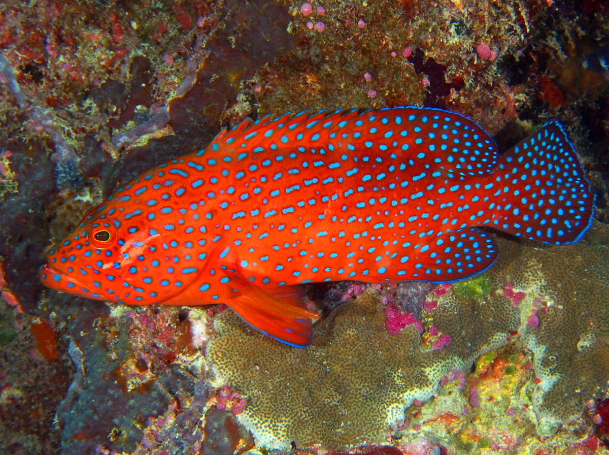 Coral Grouper - Cephalopholis miniata