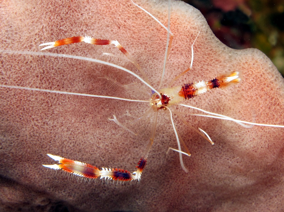 Banded Coral Shrimp - Stenopus hispidus