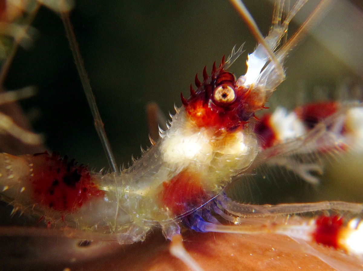 Banded Coral Shrimp - Stenopus hispidus