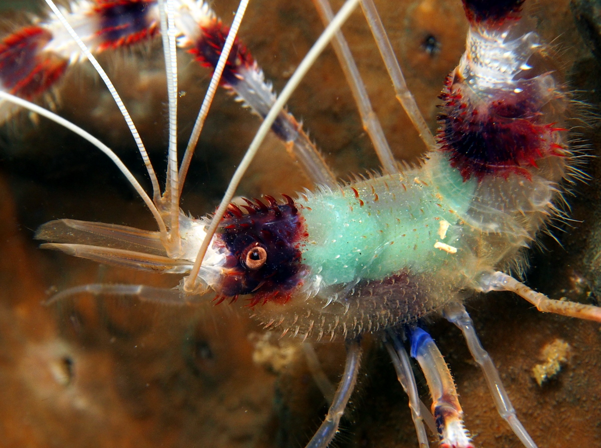 Banded Coral Shrimp - Stenopus hispidus