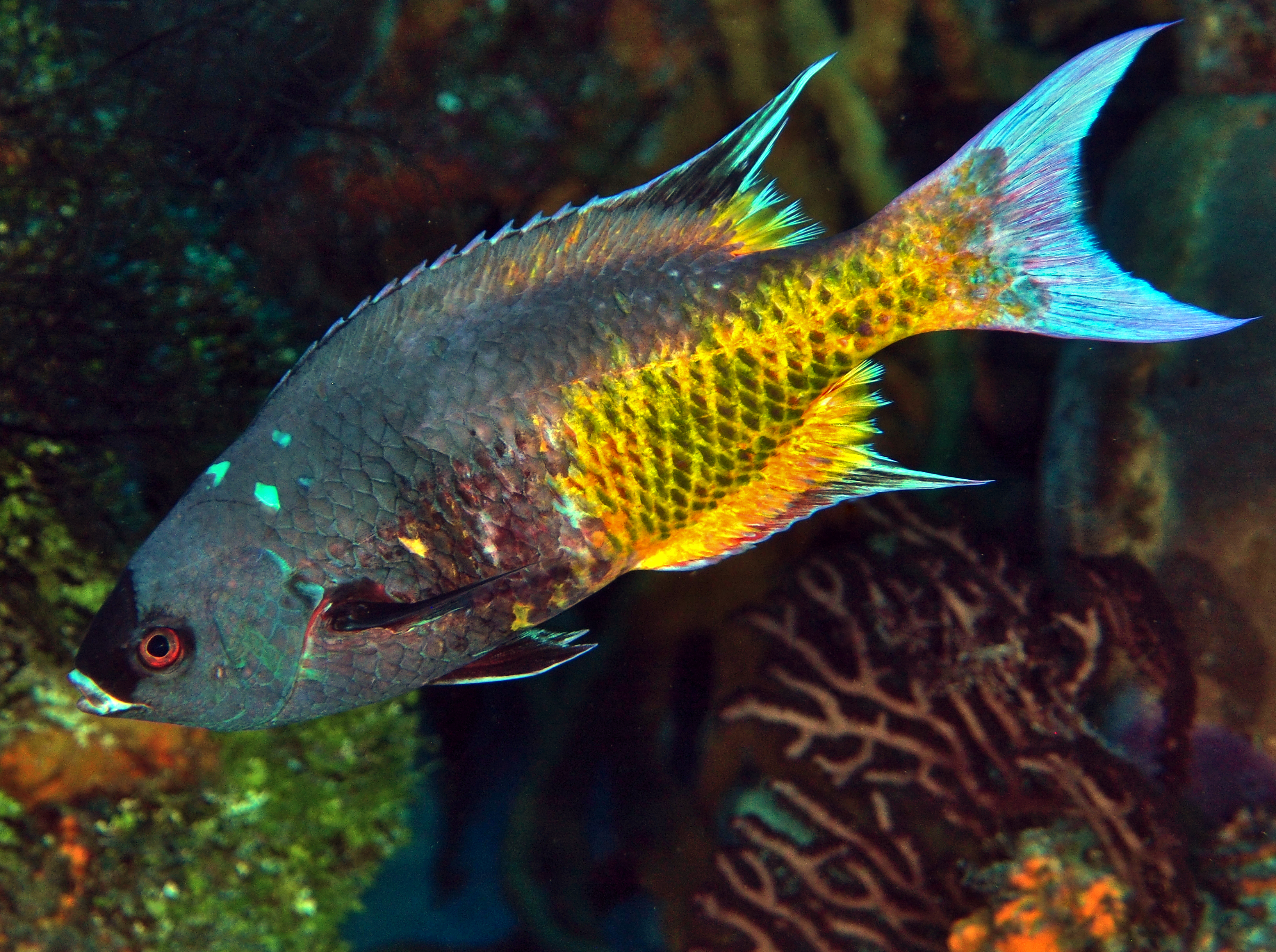 Creole Wrasse - Clepticus parrae