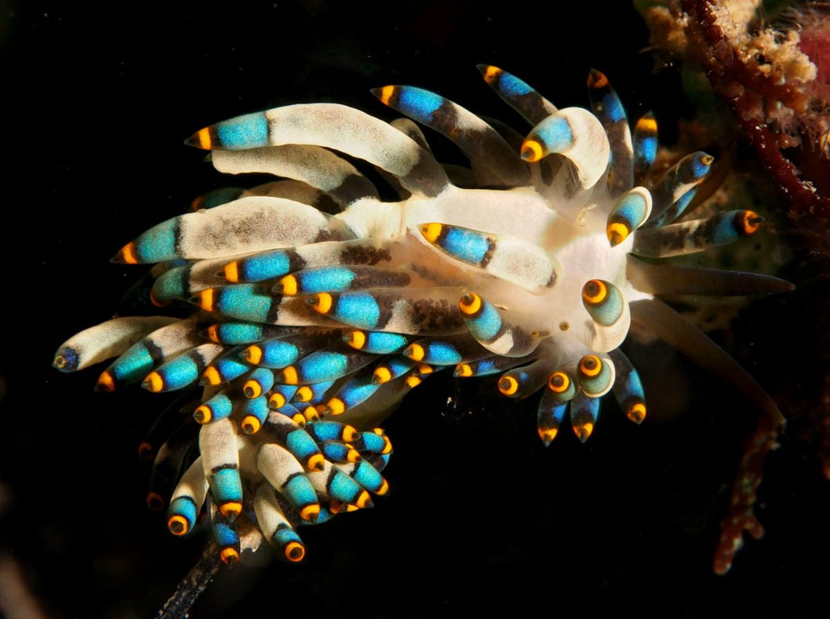 Yamasu's Cuthona - Cuthona yamasui - Anilao, Philippines