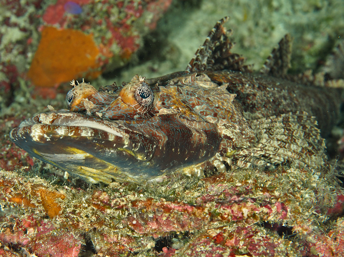 Crocodile Flathead - Cymbacephalus beauforti