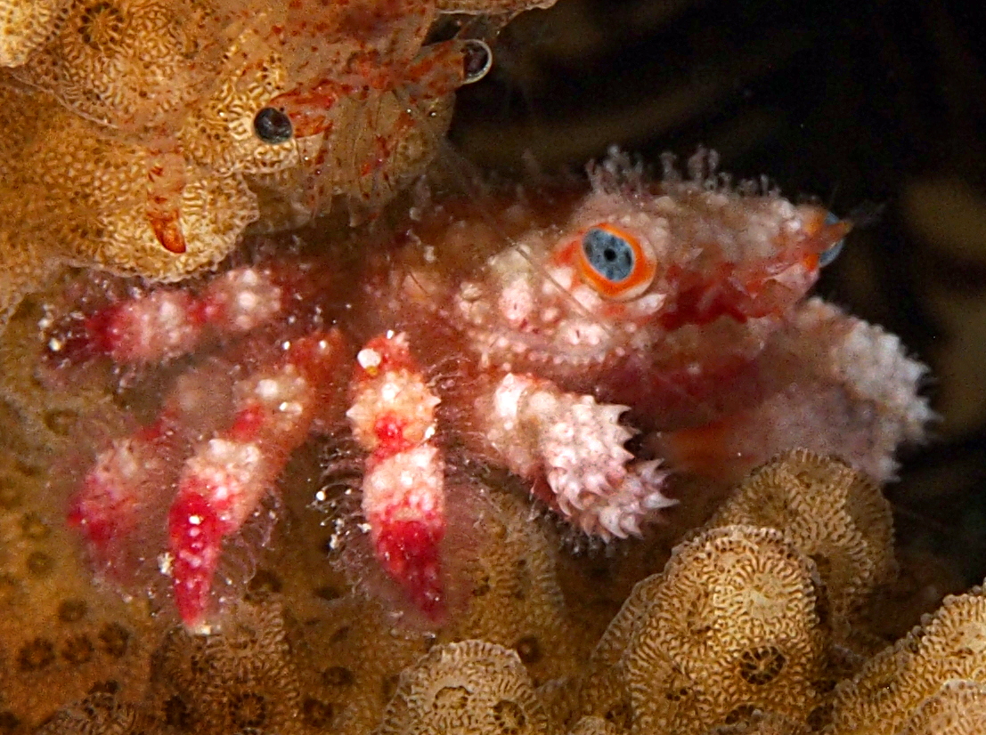 Blue-Eyed Coral Crab - Cymo quadrilobatus