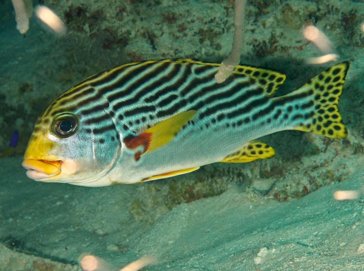 Diagonal-Banded Sweetlips - Plectorhinchus lineatus