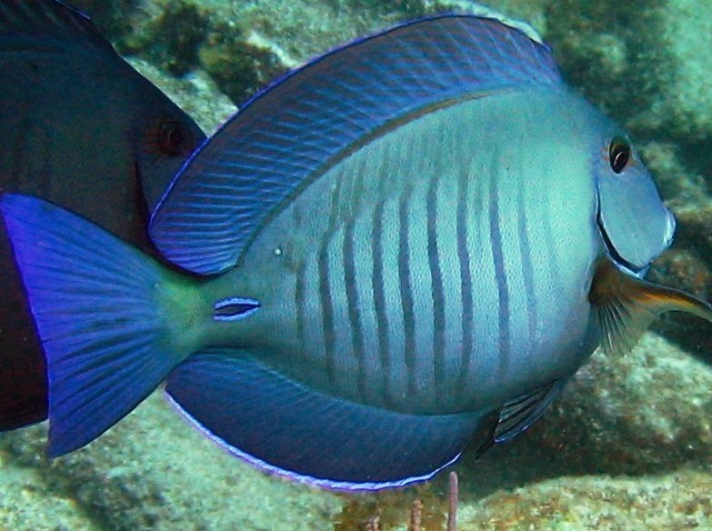 Doctorfish - Acanthurus chirurgus