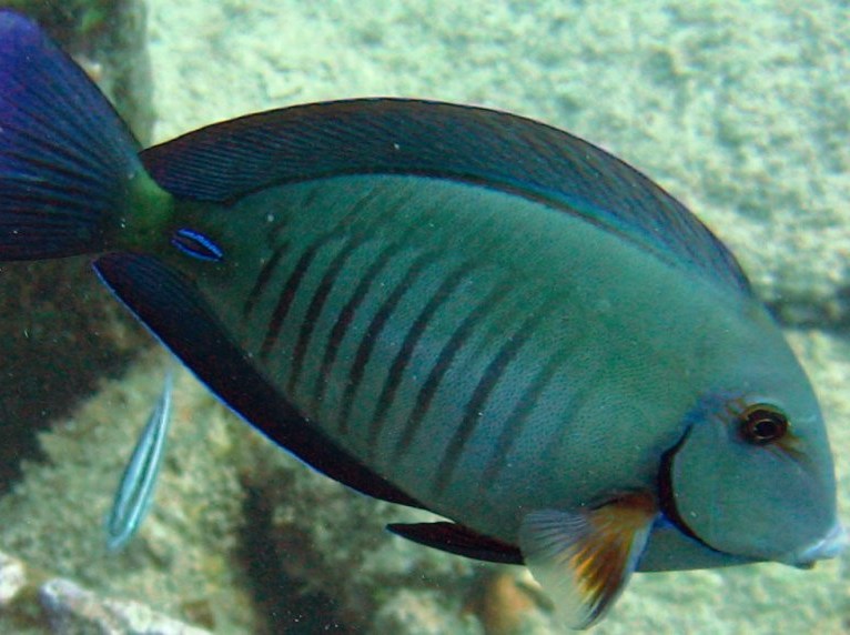 Doctorfish - Acanthurus chirurgus