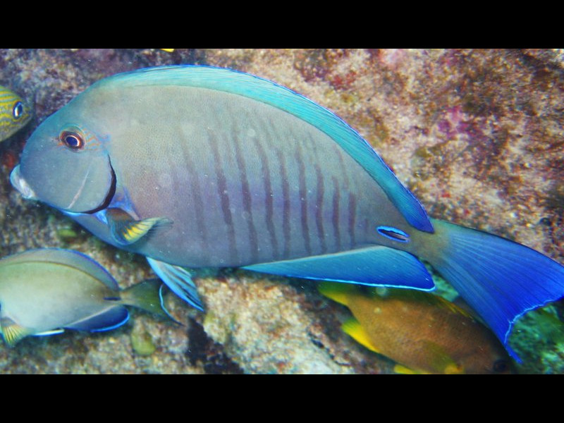 Doctorfish - Acanthurus chirurgus