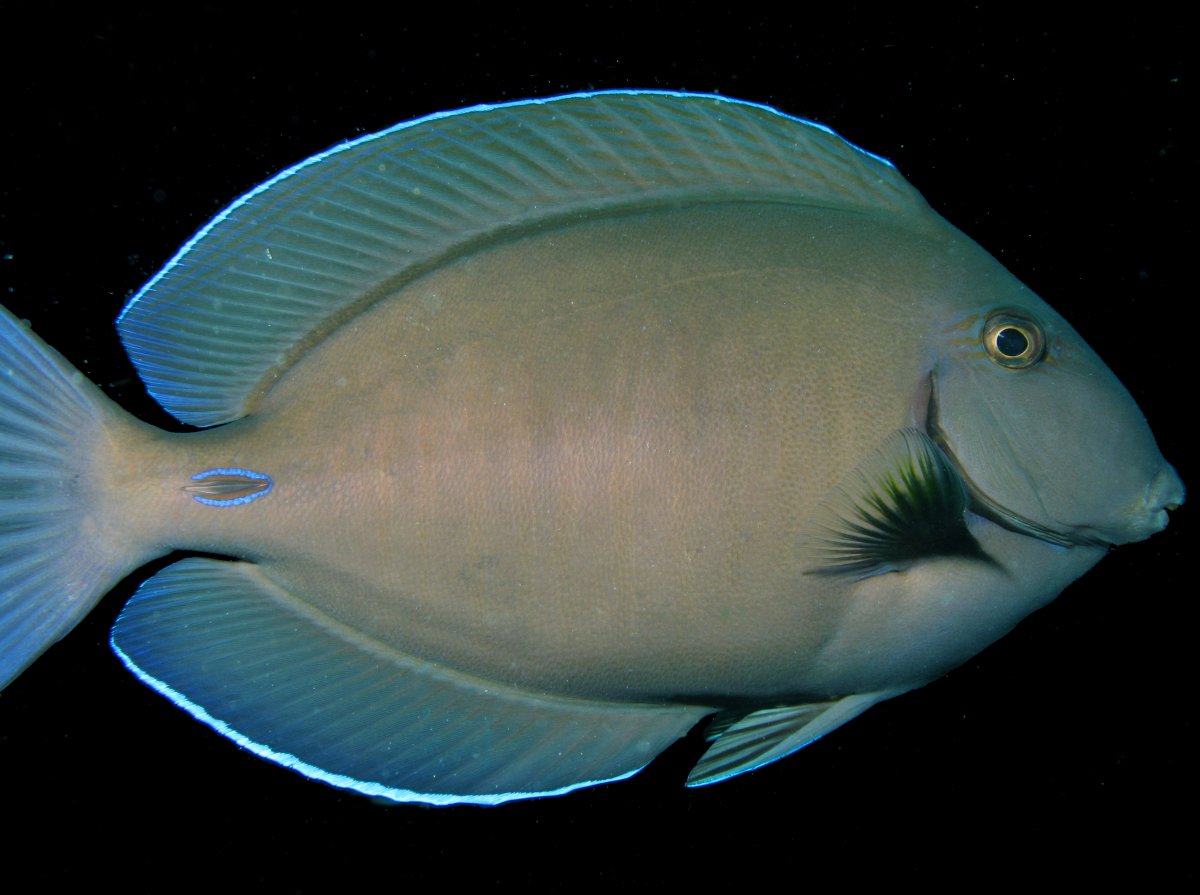Doctorfish - Acanthurus chirurgus