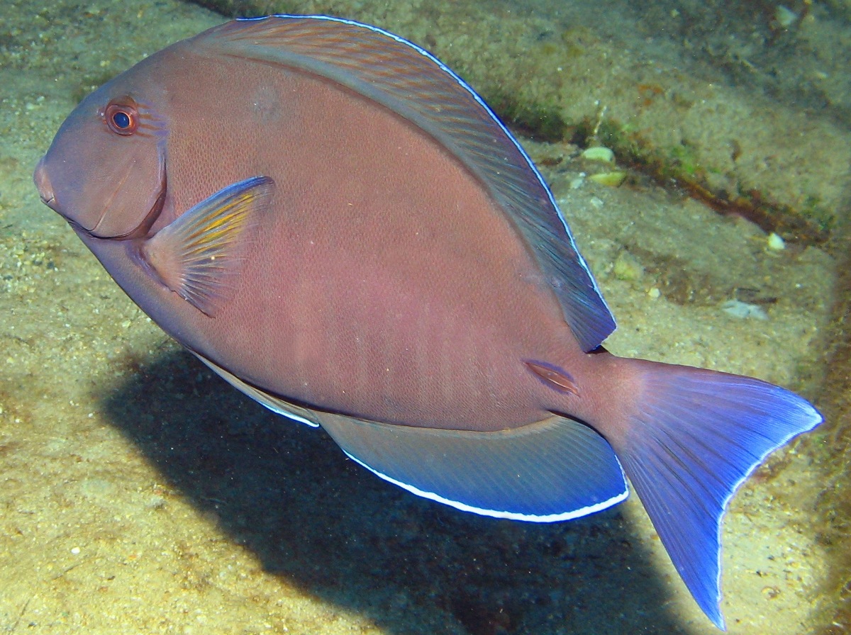 Doctorfish - Acanthurus chirurgus