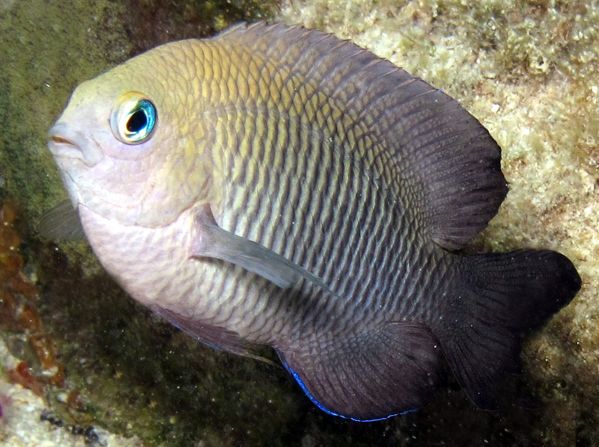 Dusky Damselfish - Stegastes adustus