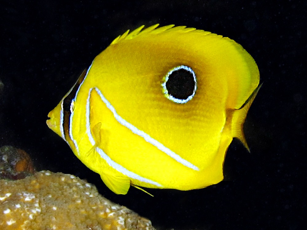 Eclipse Butterflyfish - Chaetodon bennetti