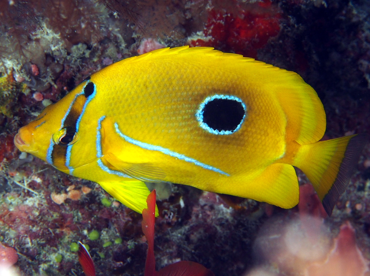 Eclipse Butterflyfish - Chaetodon bennetti