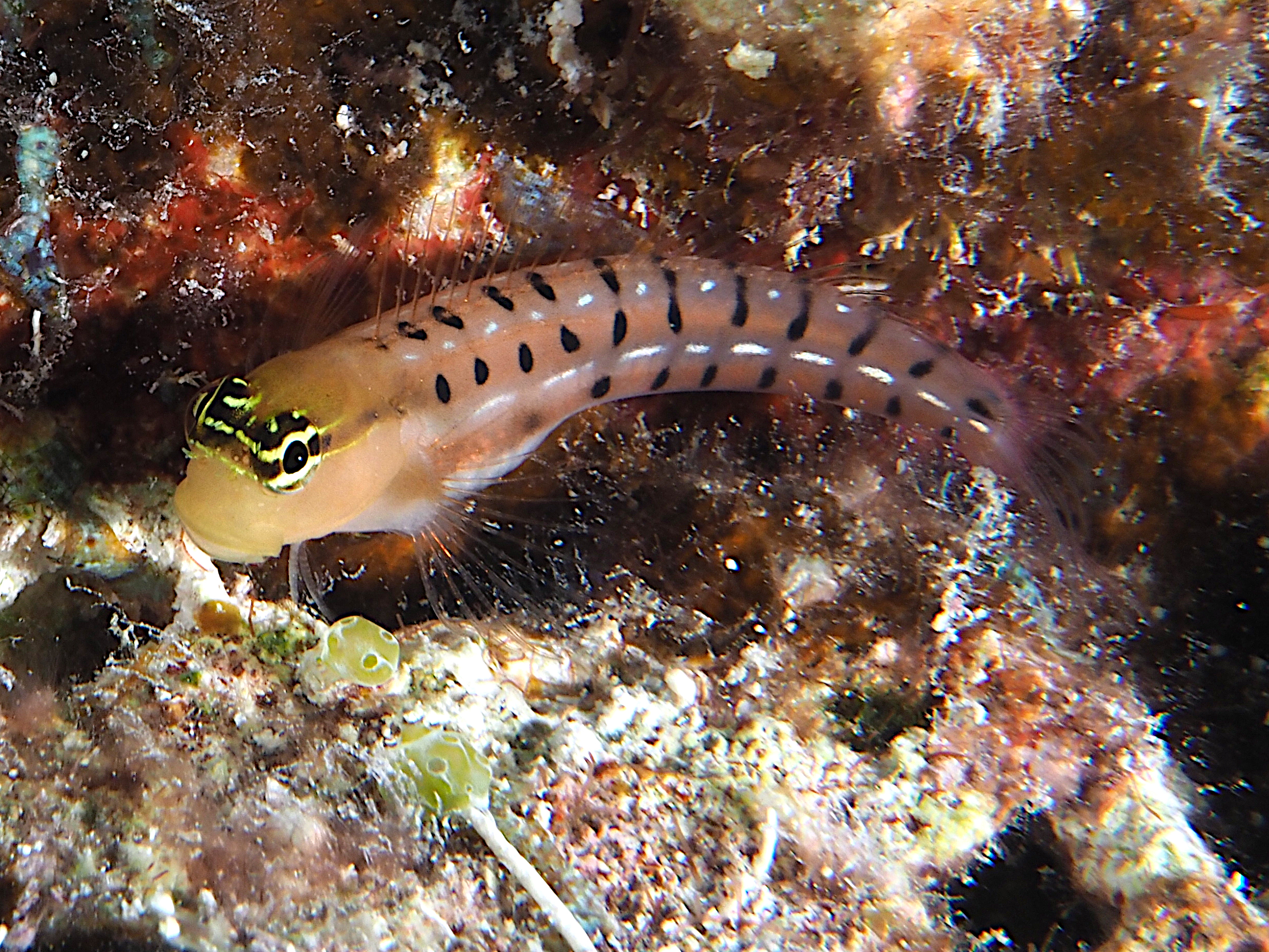 Tiger Coralblenny - Ecsenius tigris - Great Barrier Reef, Australia