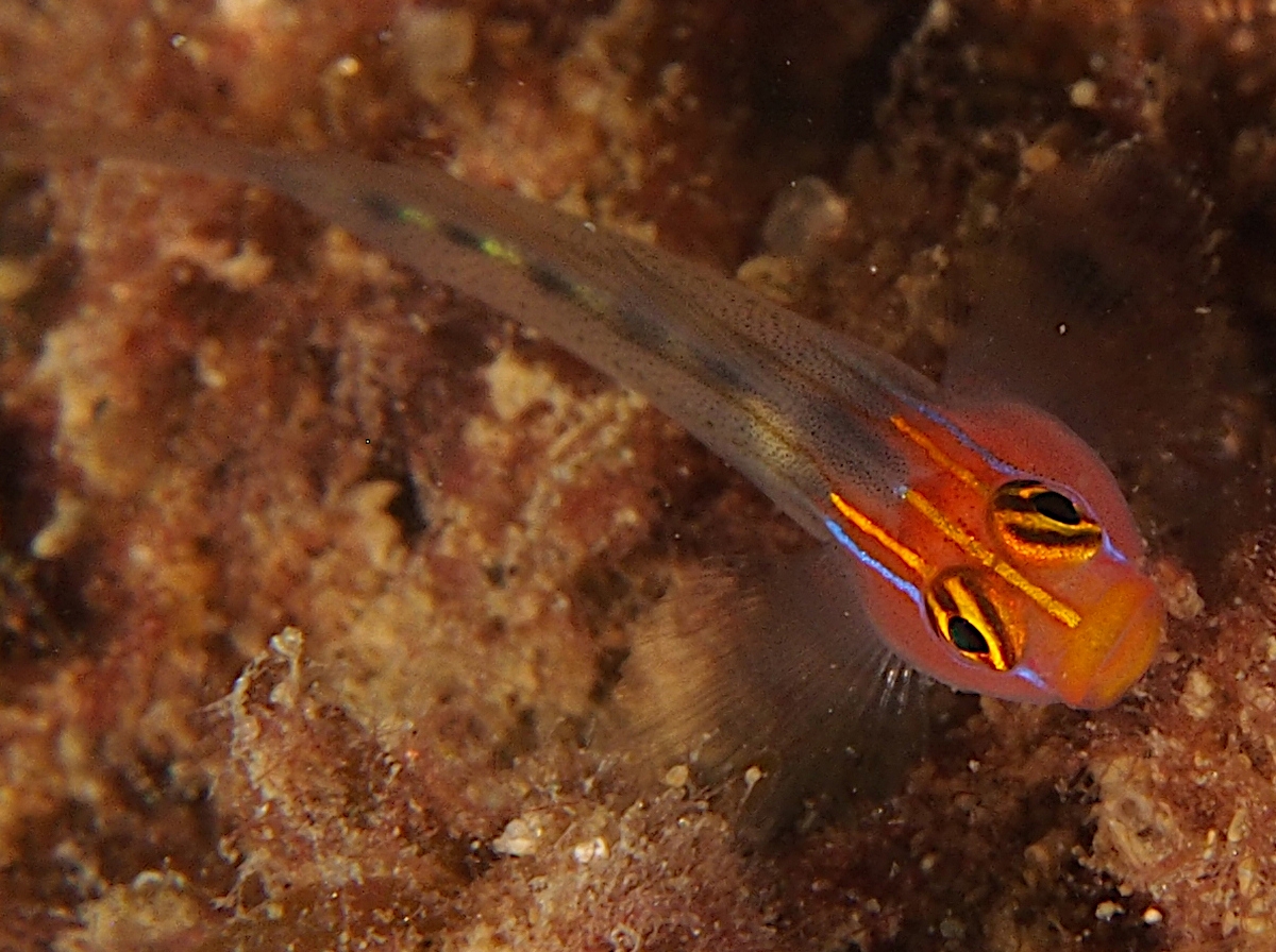 Redhead Goby - Elacatinus puncticulatus