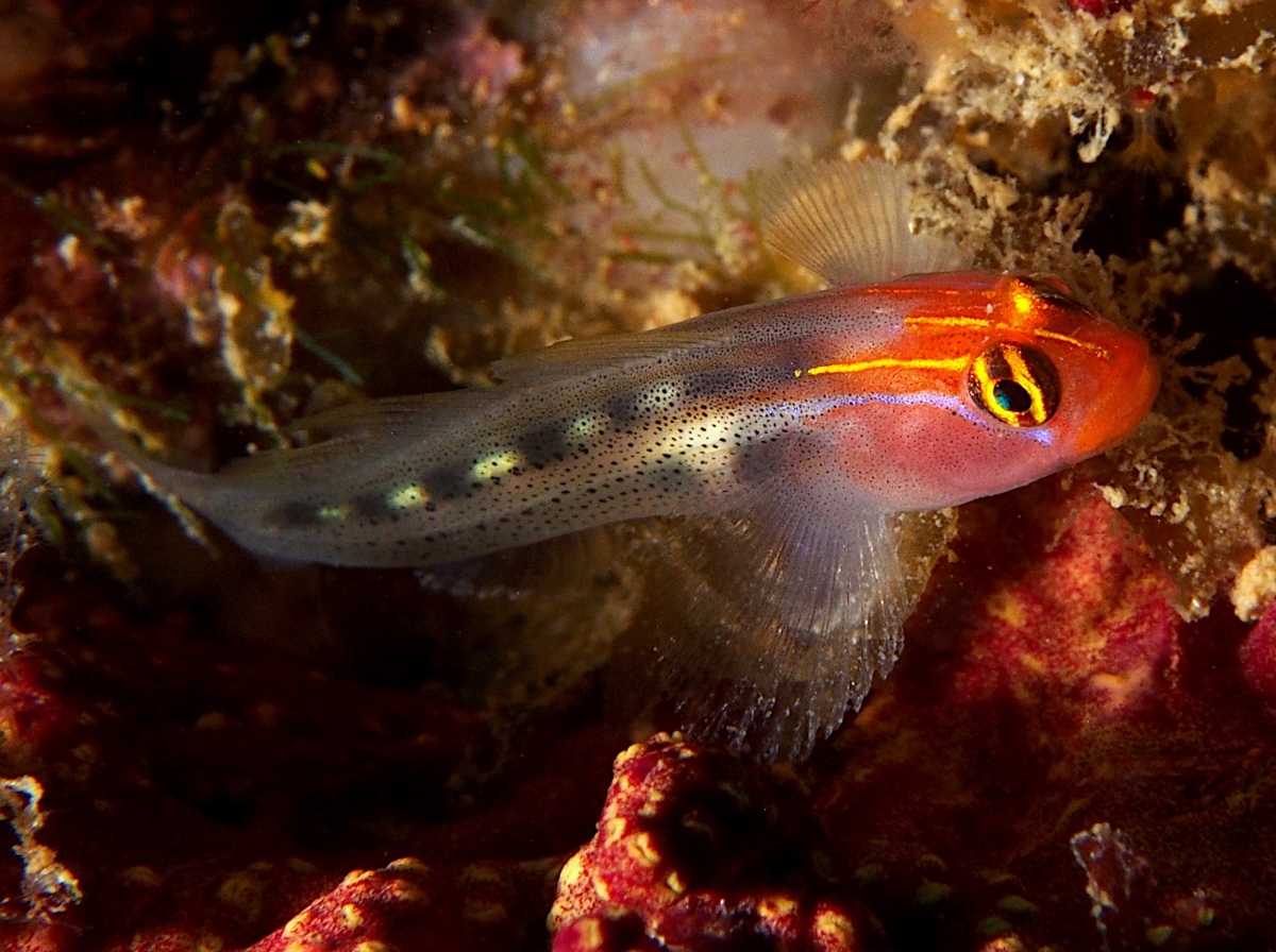 Redhead Goby - Elacatinus puncticulatus