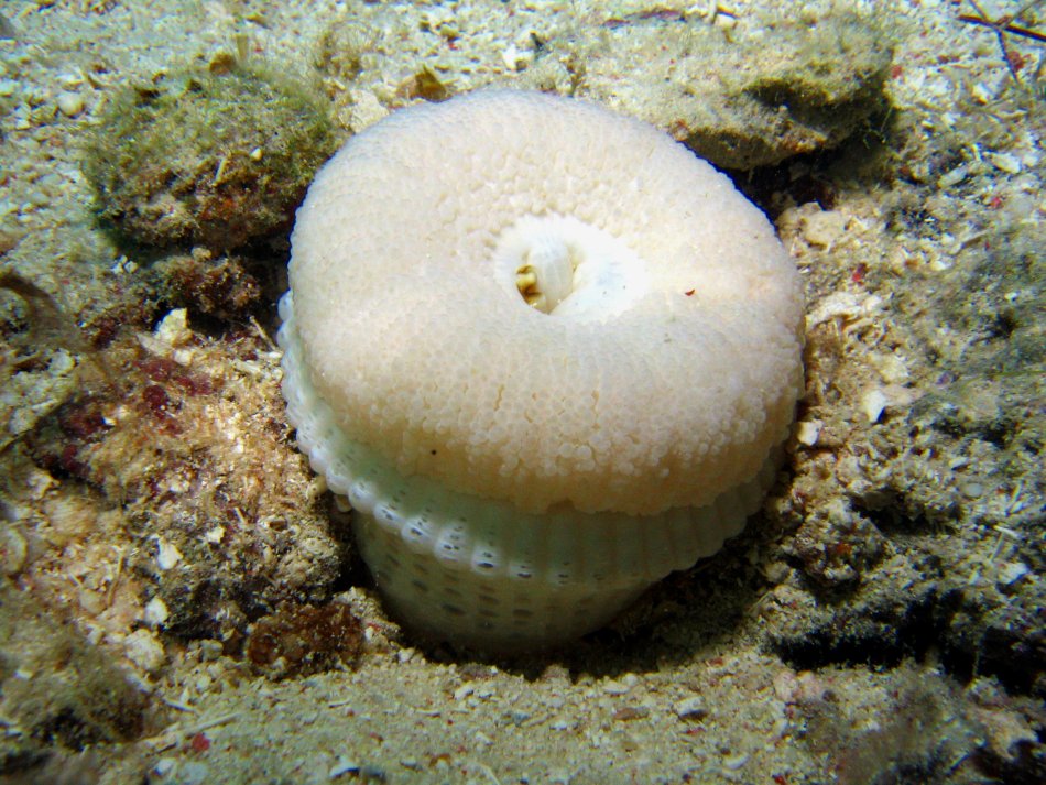 Elegant Anemone - Actinoporus elegans