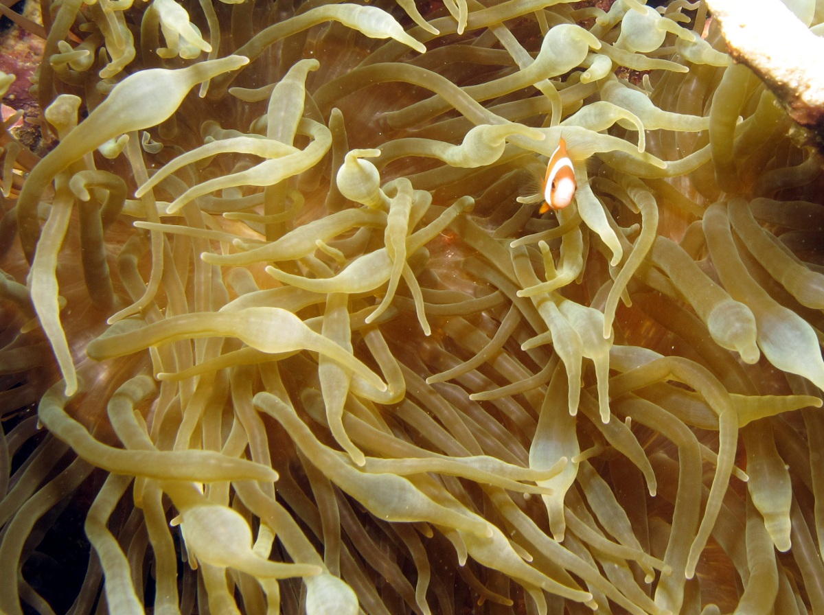 Bulb-tentacle sea anemone - Entacmaea quadricolor