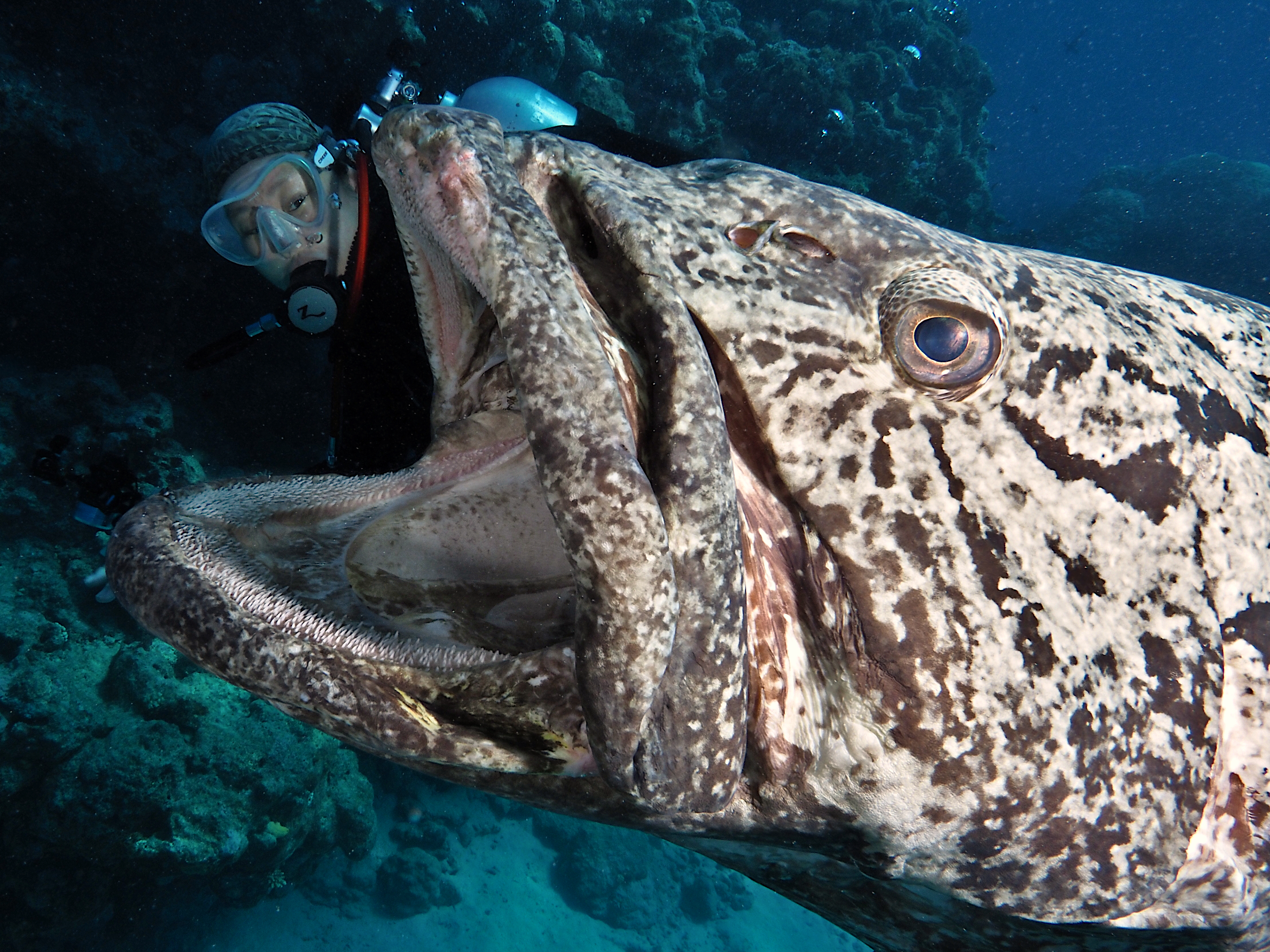 Potato Cod - Epinephelus tukula