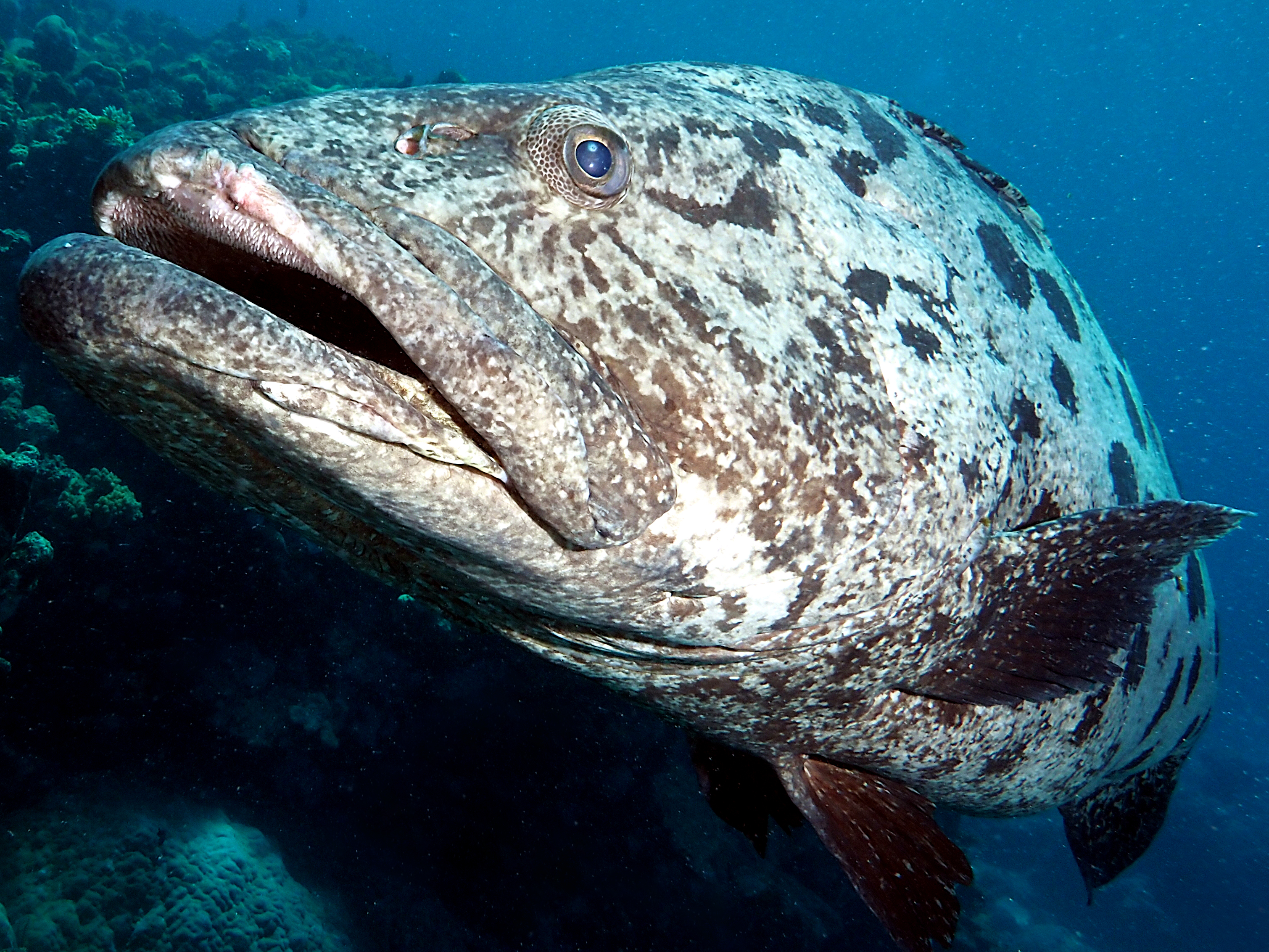 Potato Cod - Epinephelus tukula