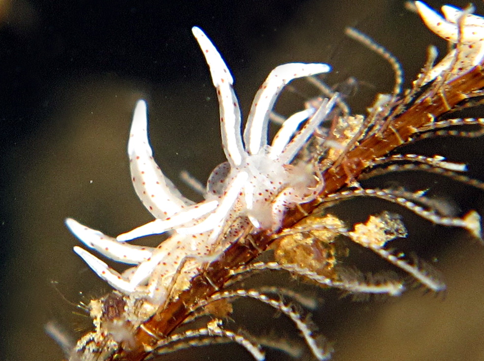 Eubranchus sp. 1 - Eubranchus sp. 1