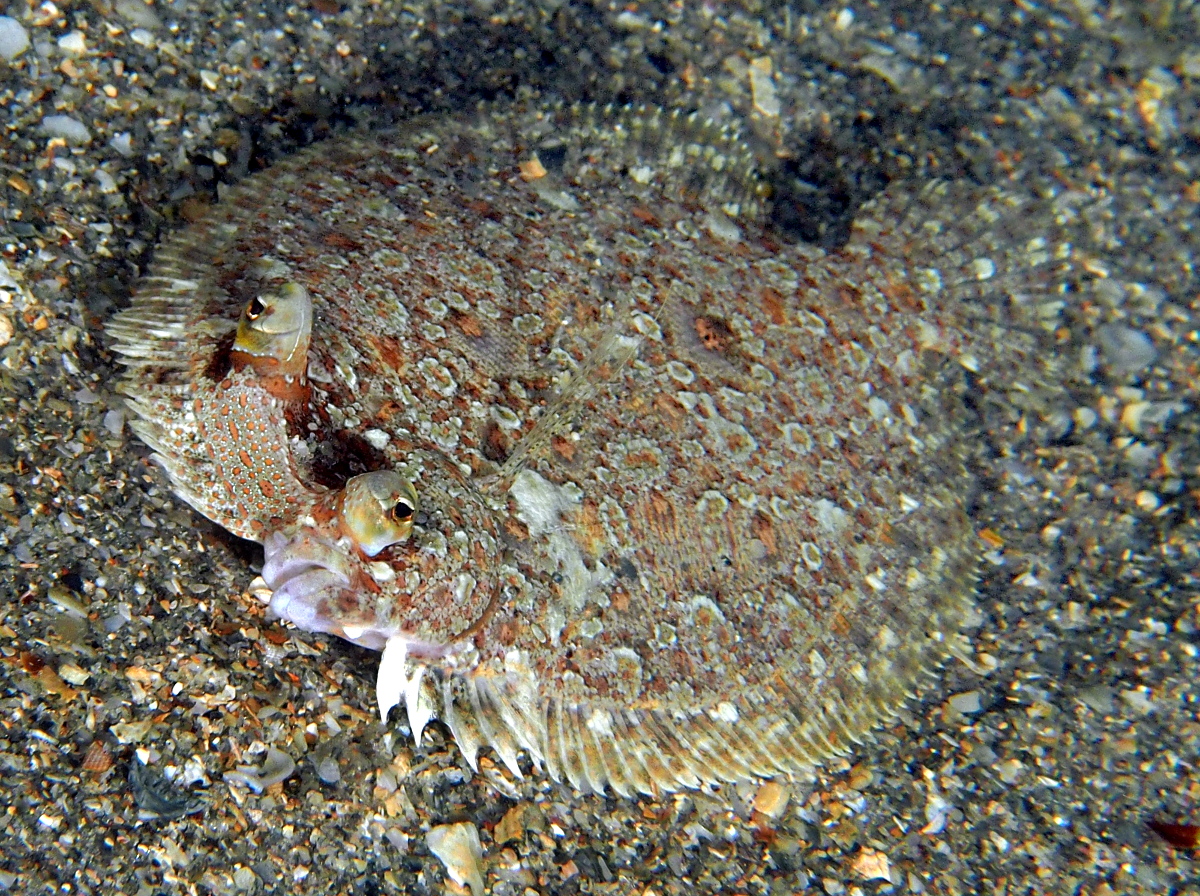 Eyed Flounder - Bothus ocellatus