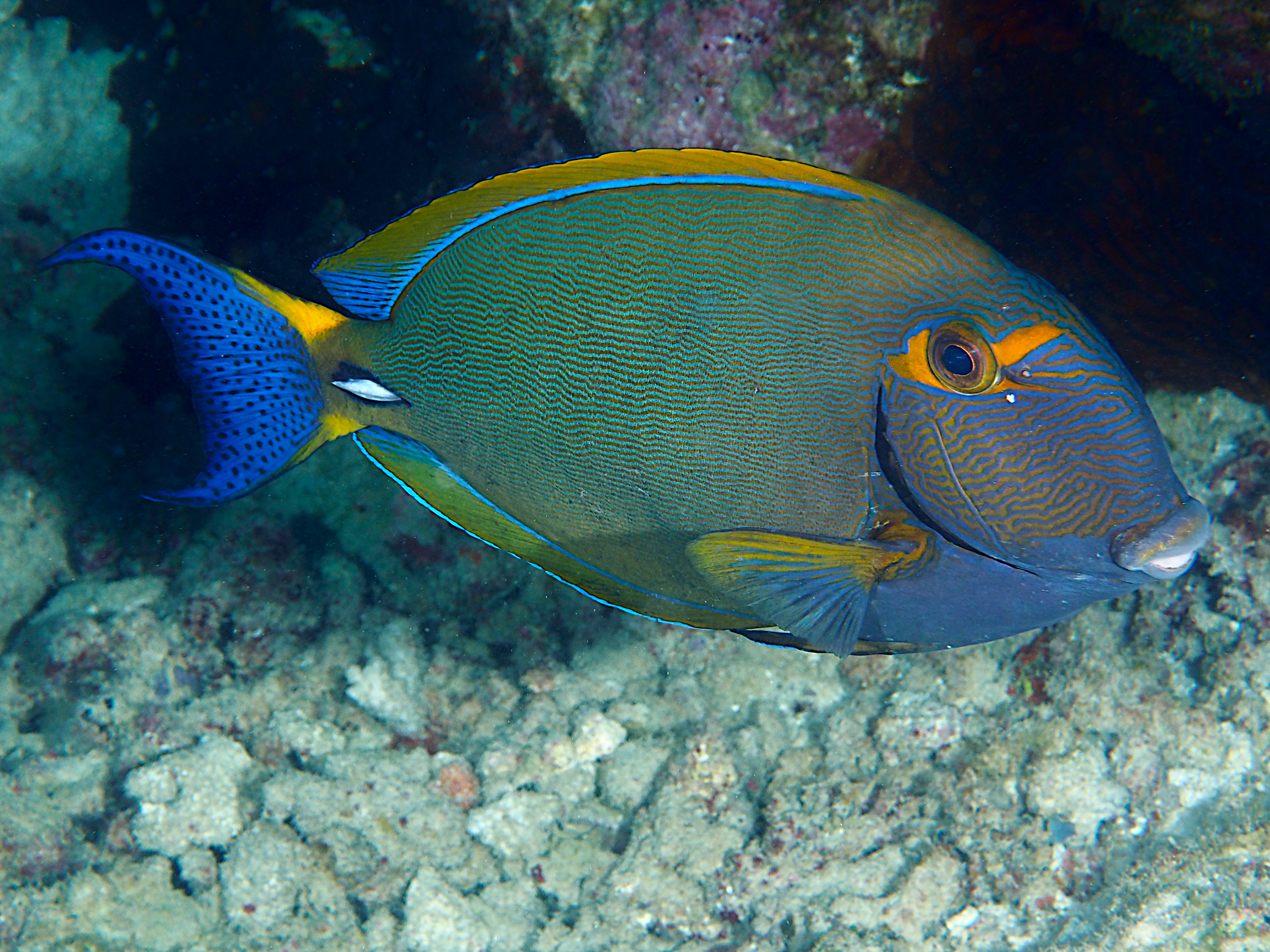 Eyestripe Surgeonfish - Acanthurus dussumieri