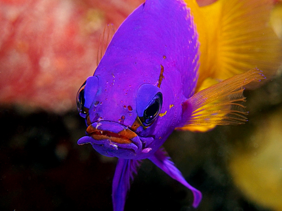 Fairy Basslet - Gramma loreto