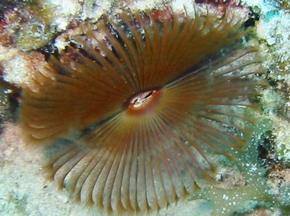 Split-Crown Feather Duster - Anamobaea oerstedi