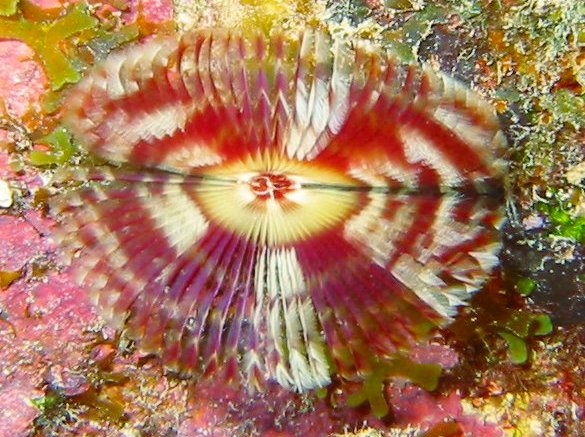 Split-Crown Feather Duster - Anamobaea oerstedi
