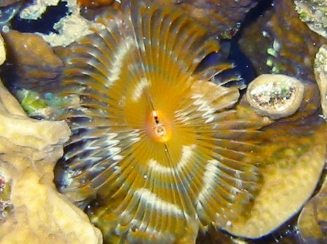 Split-Crown Feather Duster - Anamobaea oerstedi