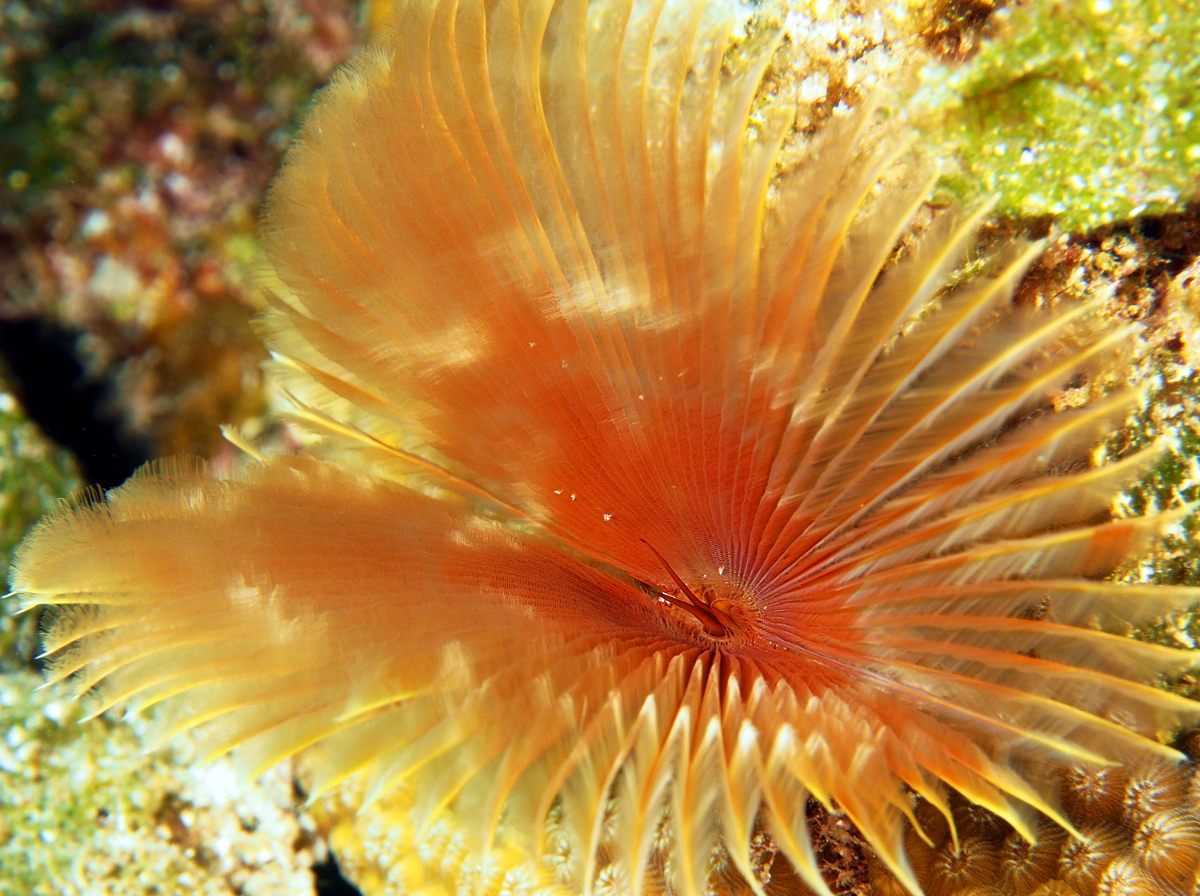 Split-Crown Feather Duster - Anamobaea oerstedi