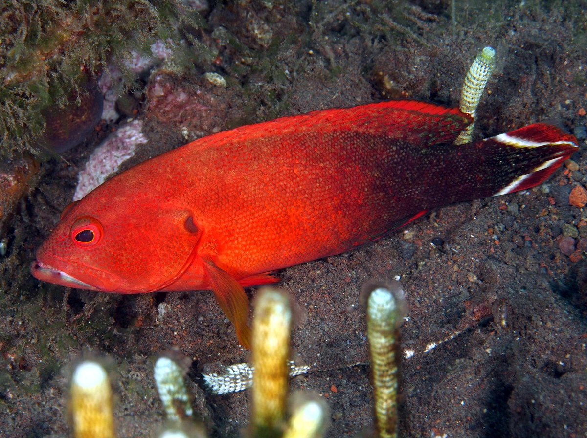 Flagtail Grouper - Cephalopholis urodeta