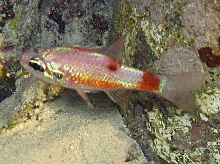 Flamefish - Apogon maculatus