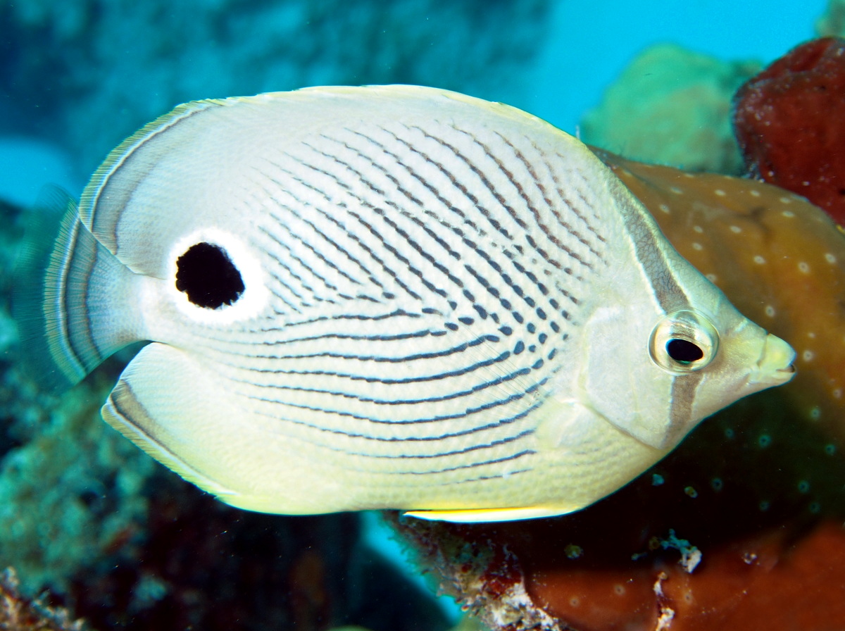 Foureye Butterflyfish - Chaetodon capistratus