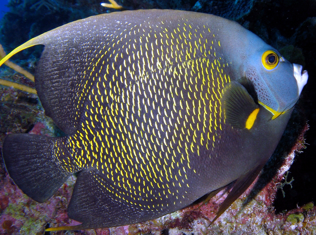 French Angelfish - Pomacanthus paru