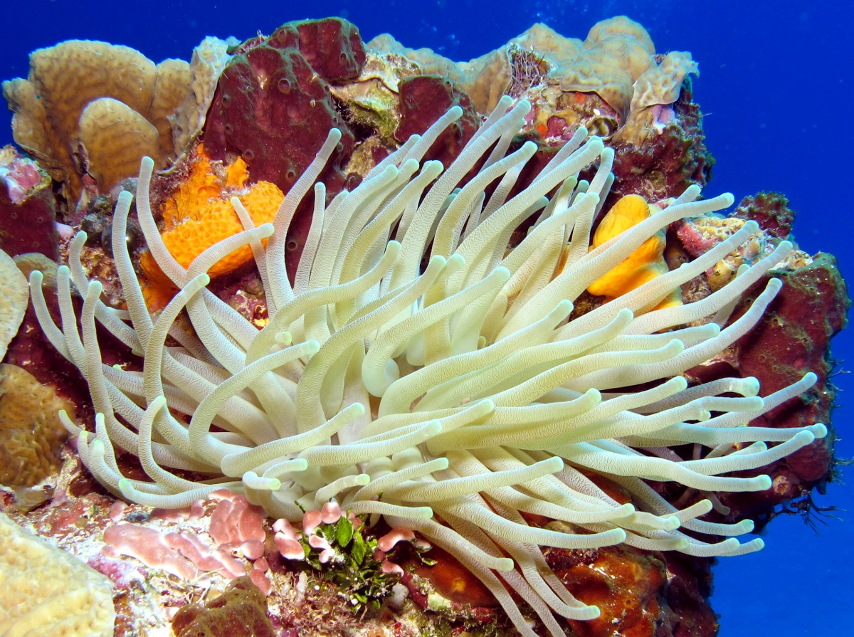 Giant Anemone - Condylactis gigantea